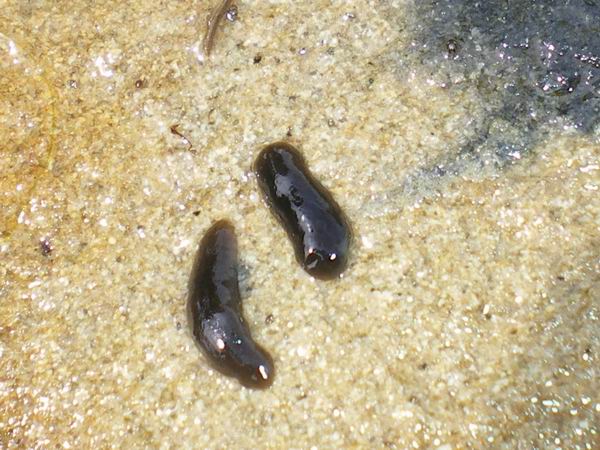 Dugesia sp.